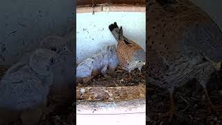 Crazy Falcon brings prey but it is alive Poor bird shorts birds animals kestrel [upl. by Llen]