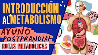 Introducción al metabolismo [upl. by Ahsimrac]