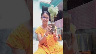 মাএ 20 টাকা🌿  আজকে বিকেলে aralia plant লাগিয়ে ফেললাম  indoor plant hilight garden minivlog [upl. by Ariane]