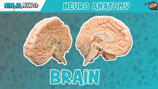 Neurology  Thalamus Anatomy amp Function [upl. by Eecyac]