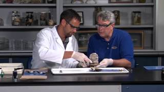 Detailed Clam bivalve molluscs or mollusks Dissection Jr High High School and College Review [upl. by Tabor]