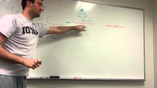 tRNA and Protein Synthesis Made simple [upl. by Akibma5]