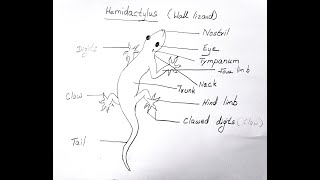 HEMIDACTYLUS WALL LIZARD DIAGRAM FOR CLASS 11 BIOLOGY [upl. by Ahl409]