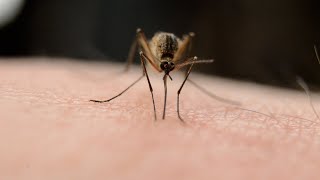 What happened to the Zika virus [upl. by Gereld407]