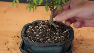 Dwarf Wisteria Bonsai  Repotting and Pruning [upl. by Adnohsek]