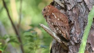 Eastern Screech owl call trill [upl. by Joaquin]