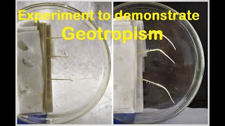 Geotropism experiment [upl. by Baal114]