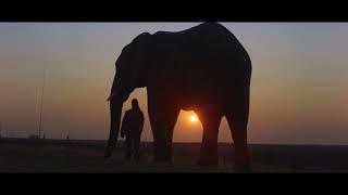 DIARY OF AN ELEPHANT ORPHAN Official Trailer [upl. by Acitel]