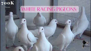 Exotic White Racing Pigeons [upl. by Fiel]