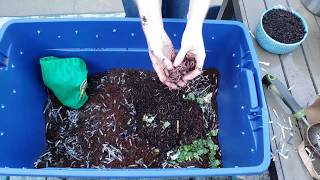 Vermicomposting 101 How to Create amp Maintain a Simple Worm Bin [upl. by Noyes]