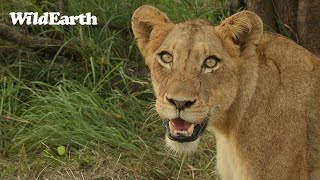 WildEarth  Sunrise Safari  Repeat  11 April 2024 [upl. by Aibara984]