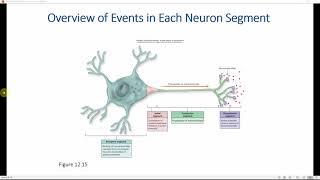 Graded potentials amp action potentials [upl. by Lleira]