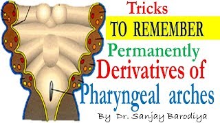 Pharyngeal Arches now made very easy to remember permanently with these Tricks [upl. by Karia]