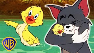 Tom amp Jerry  Best of Little Quacker  Classic Cartoon Compilation  WB Kids [upl. by Neenad91]