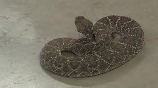 Rattlesnake Roundup returns to Oglesby Texas [upl. by Manvil]