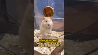 The Secret Behind Hamsters Wheel Obsession 🐹✨cuteanimal pets cute hamsters [upl. by Nyletak]