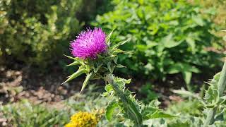 Ostropestřec mariánský Silybum marianum [upl. by Kermit]