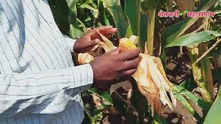 मका पीक  Maize 🌽 Crop [upl. by Hannasus]