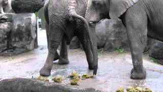 大象吃大便 The elephant ate another elephants poop in Taipei zoo [upl. by Seravart]