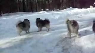 Keeshond HELL  3 Minutes of DOG MAYHEM [upl. by Anaugal]