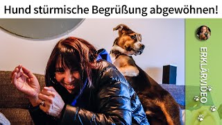 Dem Hund stürmische Begrüßung abgewöhnen ➡️ Lösung im Video ✔️ [upl. by Nael344]