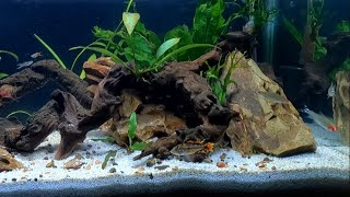 NATURAL AQUARIUM 3 Week Update WOW [upl. by Kentiga]