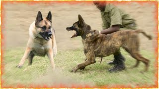 German Shepherd VS Belgian Malinois [upl. by Ridglea]