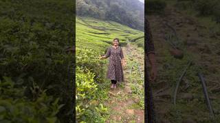 பச்சைநிற மெத்தையா🤔 Tea Estate  Hill Station  தேயிலைத் தோட்டம் villagelife nature kids story [upl. by Candra808]