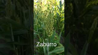 Pertence a família poaceae  conhecido também como o sorgo [upl. by Llebiram957]