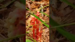 Pine sap is very colorful fungusnature fungus mushroom [upl. by Anidnamra]