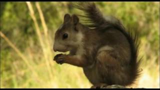 Vida y costumbres de la ardilla roja Sciurus vulgaris [upl. by Sibie793]