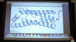 Aherns Biochemistry 4  Protein Structure I [upl. by Sherris190]