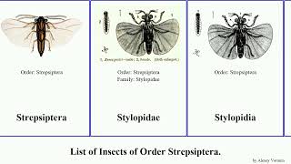 List of Insects of Order Strepsiptera stylops barberi Elenchus Halictophagus maorianus Kreuzberg [upl. by Amalia786]