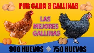 Las 5 Mejores GALLINAS PONEDORAS más RENTABLES que EXISTEN [upl. by Angadresma]