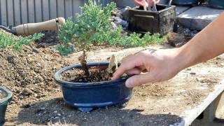 Bonsai Basics  Watering your Bonsai Tree [upl. by Ardnekan]