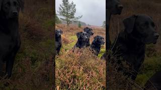 Beautiful Labrador Retrievers Working Line UK 🇬🇧 gundog [upl. by Ahseid]