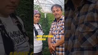 Domates yetiştiriciliği Maliyet hesabı tarım köy köyhayatı çiftçi tomato [upl. by Laven35]