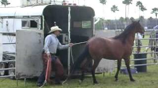 Horse Trailer Loading the Natural Way [upl. by Frey]