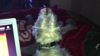 West Highland Terrier Teddy Howling [upl. by Oirram542]