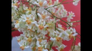 Oncidium Twinkle profusione di orchidee profumate per natale [upl. by Elidad]