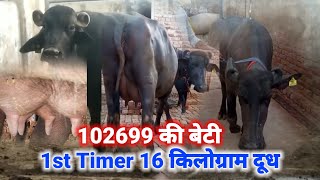 Hldbprojni 1st timer 16 किलोग्राम दूध 102699bull की बेटी [upl. by Nagud]