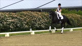 SOLD RISTELINA Old Mare 2011 by London Lightning LondonderryDonatelliFeiner Stern [upl. by Jaffe]