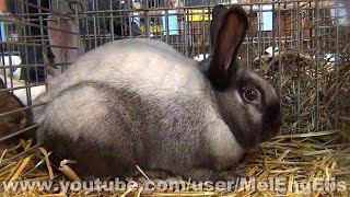 Lapin Sallander  Sallander Rabbit  Sallander Kaninchen  Salomé 2020 [upl. by Yvonne]