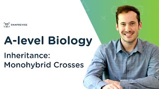 Inheritance Monohybrid Crosses  Alevel Biology  OCR AQA Edexcel [upl. by Aicella]