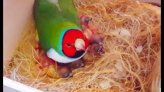 Gouldian finches Breeding  Best Collective Video 2  Birds Likers [upl. by Eeryk180]