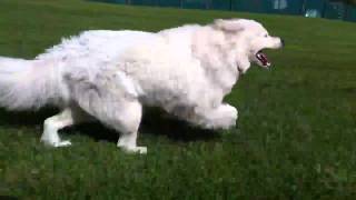 Samoyed running 50kmh [upl. by Annola532]