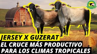 JERSEY❌GUZERATEl Cruce Más Productivo Para Los Climas Tropicales PasionPecuariaRD [upl. by Aneerhs905]