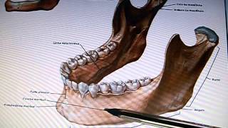 Mandíbula  Acidentes ósseos [upl. by Loralie]