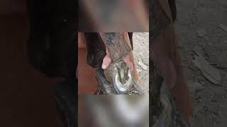 Hoof trimming trim hoofs with a quick knife and cut them all with a few knives [upl. by Dexter]