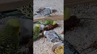 Budgies Eating a Millet Snack [upl. by Airol59]